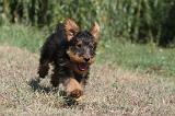 AIREDALE TERRIER 084